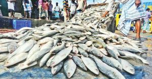 Bangladesh Approves Hilsa Exports to India Before Durga Puja