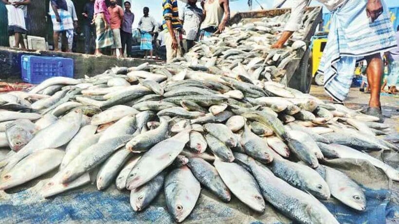 Indian Fish Import Organization Requests Hilsa Imports from Bangladesh