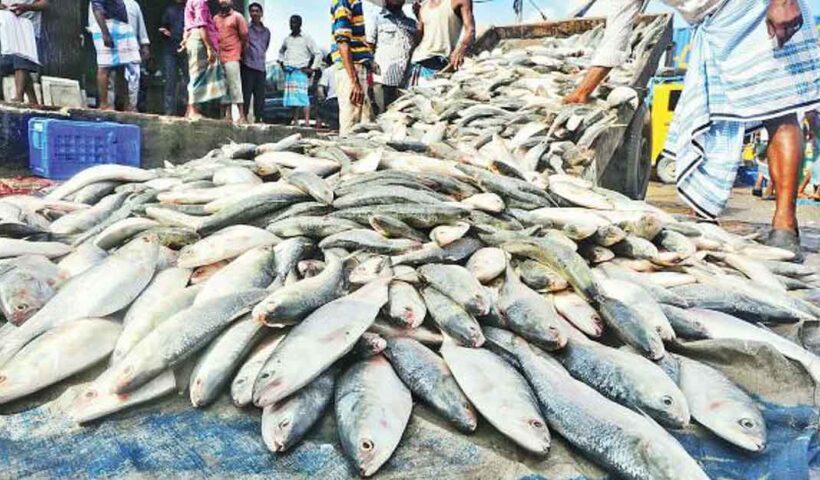 Indian Fish Import Organization Requests Hilsa Imports from Bangladesh