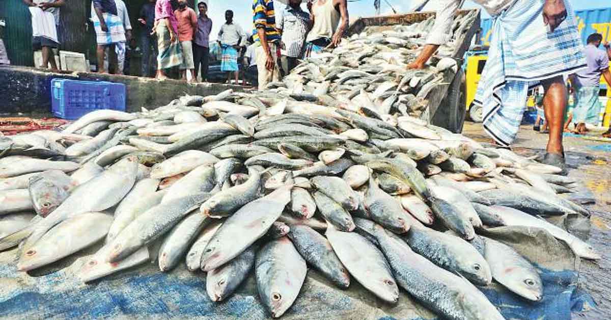 Indian Fish Import Organization Requests Hilsa Imports from Bangladesh