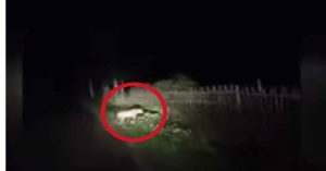 Tiger found in tripura