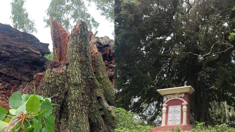 Rare tree collapses in Bangladesh