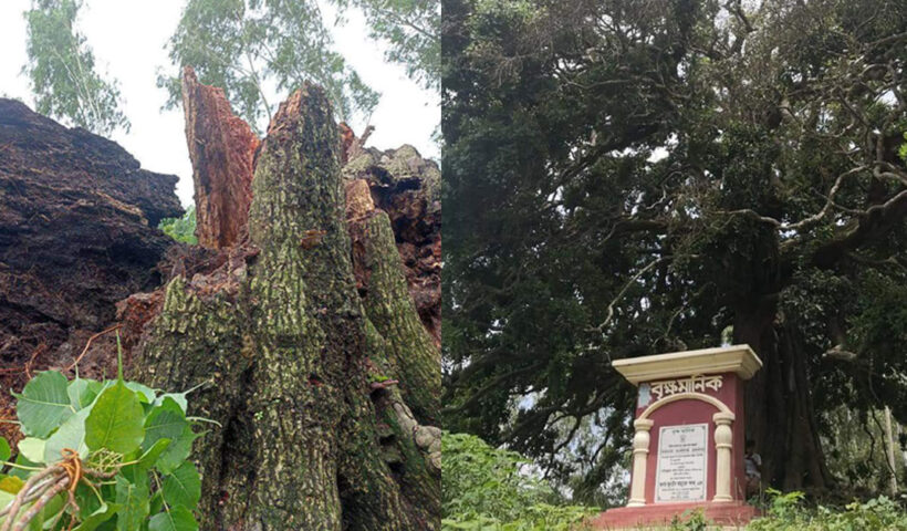 Rare tree collapses in Bangladesh