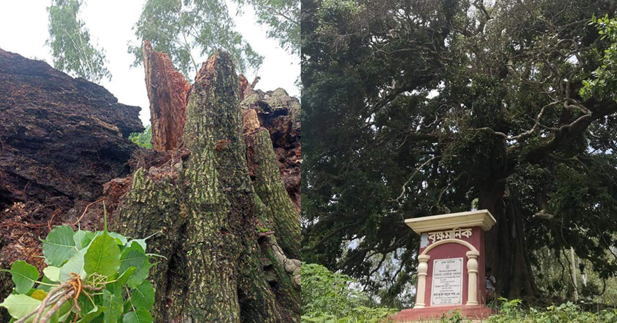 Rare tree collapses in Bangladesh