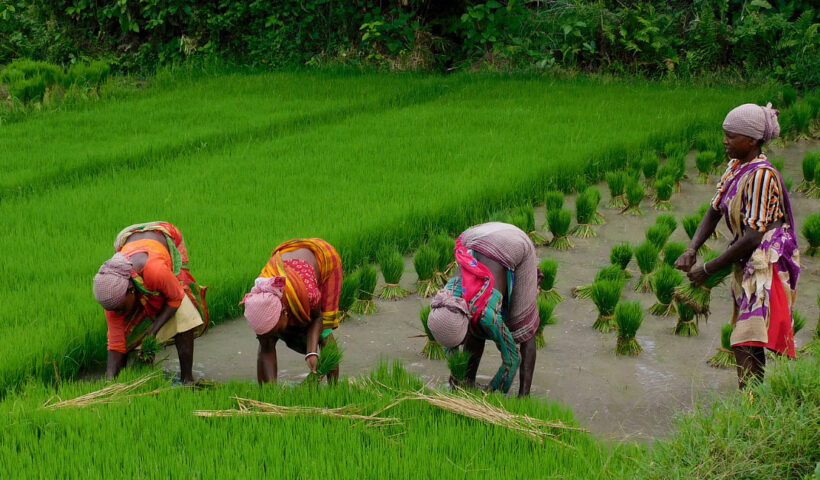 farmers