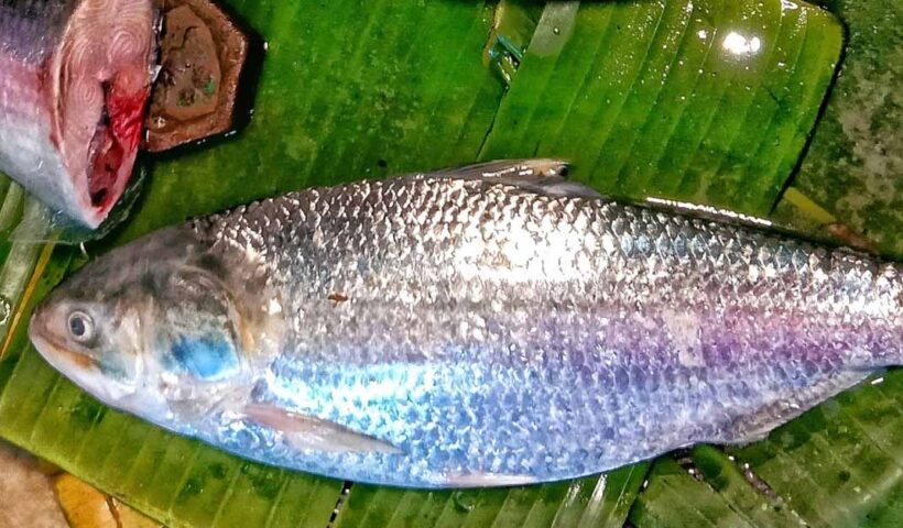 hilsa ইলিশের দাম কেজিতে ৭০০ টাকা রাখতে সুপ্রিম আপিল