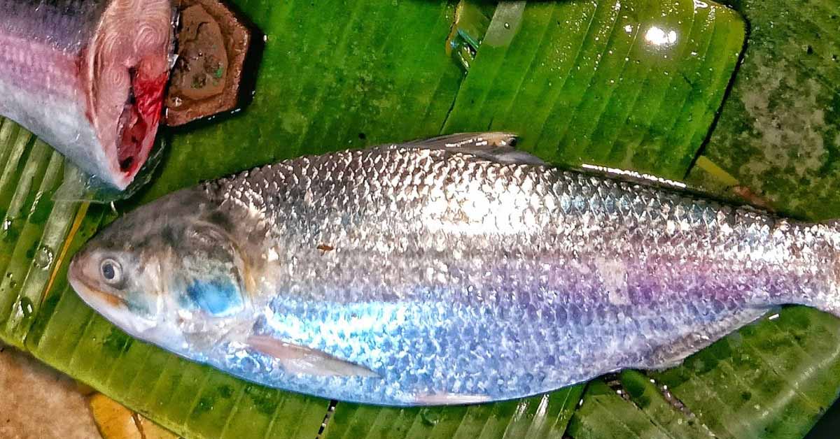 hilsa ইলিশের দাম কেজিতে ৭০০ টাকা রাখতে সুপ্রিম আপিল