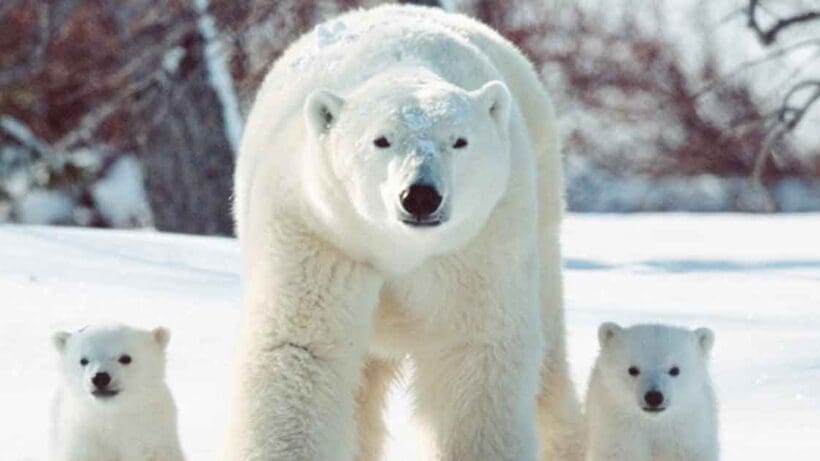 Police In Iceland Shoot Rare Polar Bear