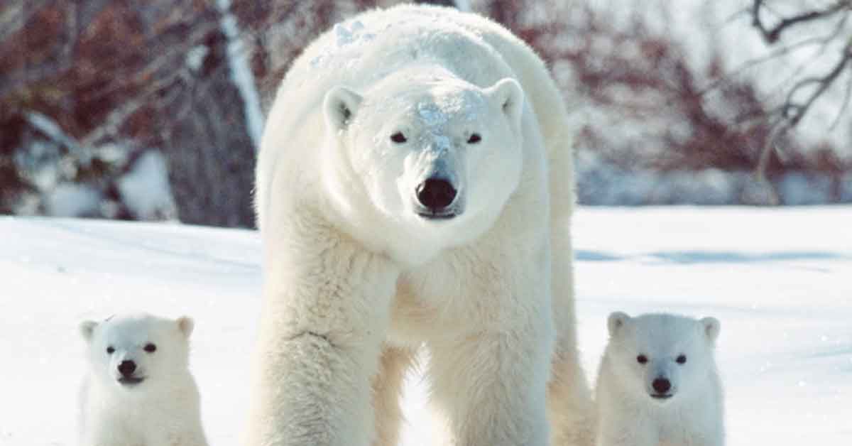 Police In Iceland Shoot Rare Polar Bear