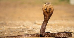 snake revenge