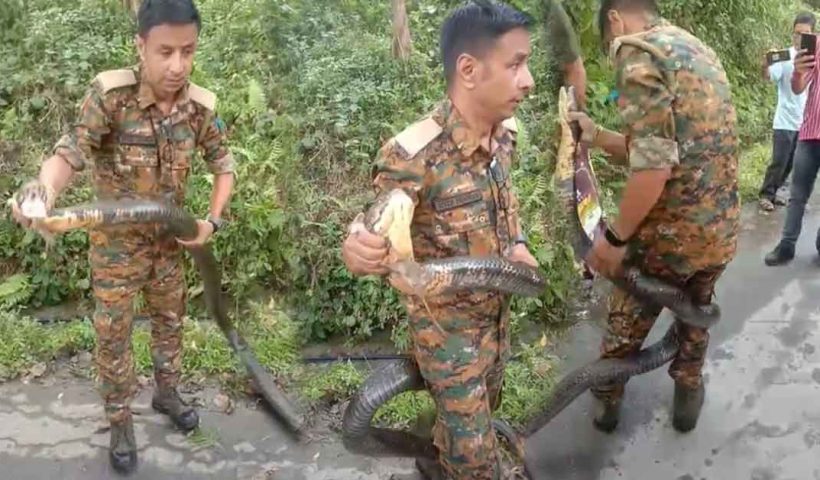 Giant King Cobra Rescued Near Mission Hill Tea Garden