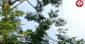 A leopard is hanging from the trees in the tea garden of Jalpaiguri! Panic ensues.