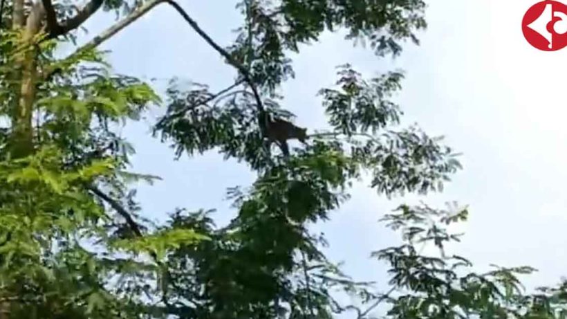 A leopard is hanging from the trees in the tea garden of Jalpaiguri! Panic ensues.