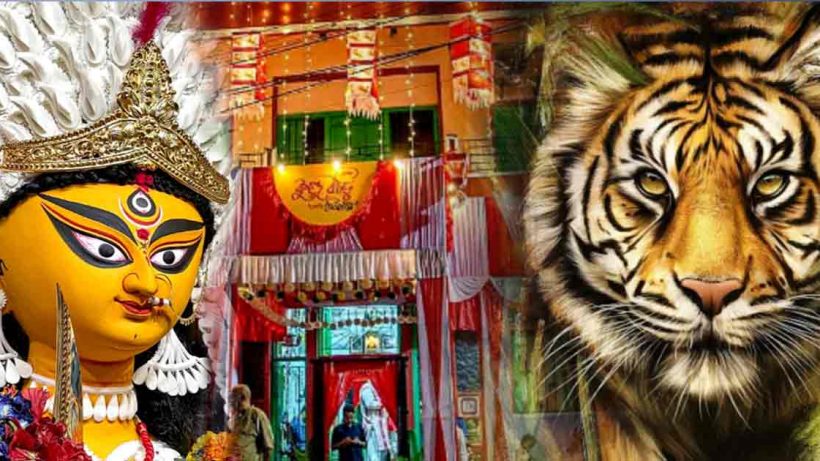 Ma Durga Arrives at Hatibagan's Kundu House on a Majestic Sundarban Tiger!