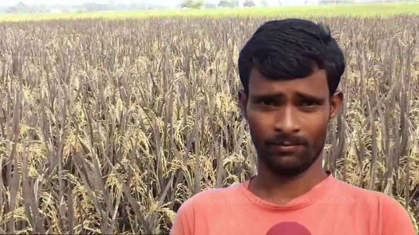 Murshidabad Farmer’s Sugar-Free Rice Cultivation