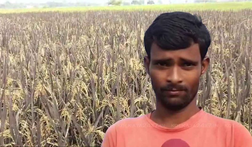 Murshidabad Farmer’s Sugar-Free Rice Cultivation