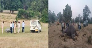 Bandhavgarh elephants death