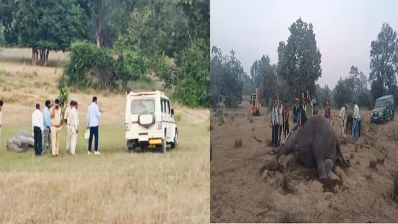 Bandhavgarh elephants death