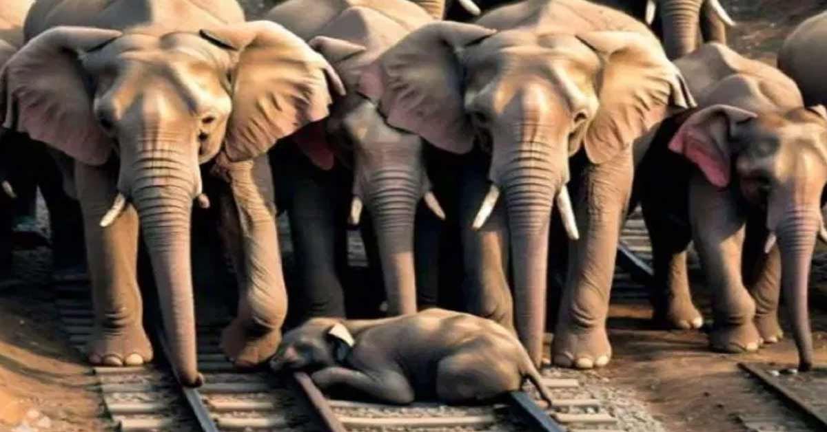 23 Elephants on Railway Tracks