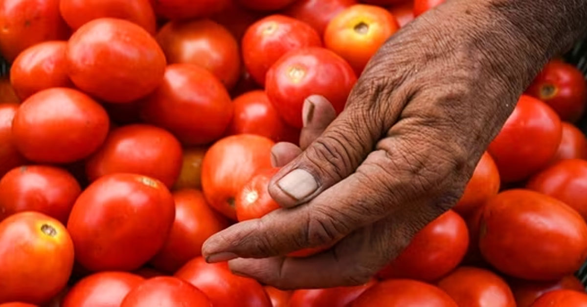 tomato price