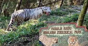 Darjeeling Zoo