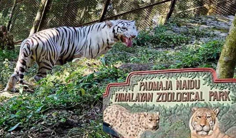 Darjeeling Zoo