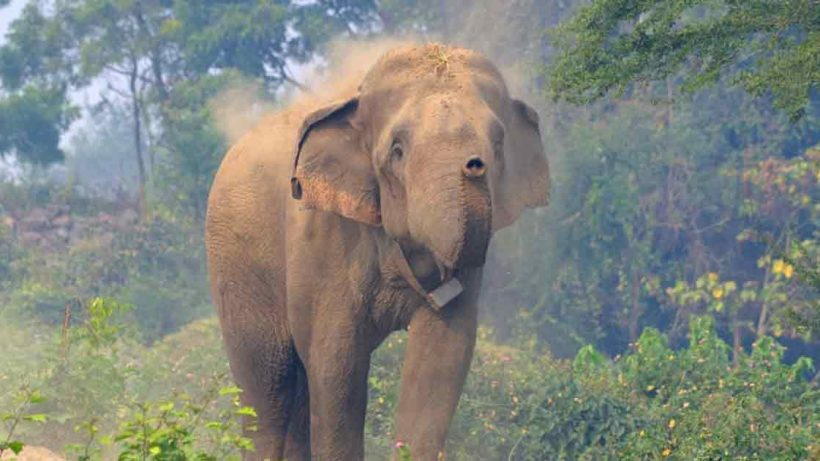 Elephant calf dies after falling into a tea garden drain, enraged mother Elephant Attack goes on a rampage.