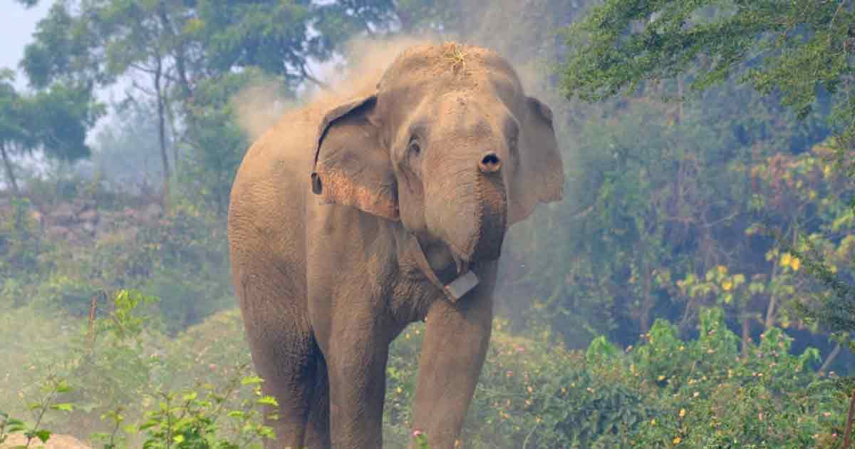 Elephant calf dies after falling into a tea garden drain, enraged mother Elephant Attack goes on a rampage.