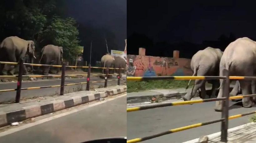 Haridwar Elephants Panic