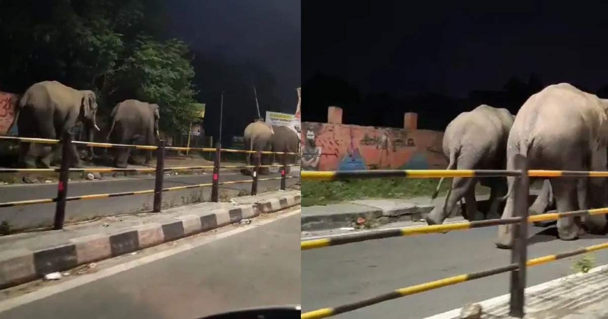 Haridwar Elephants Panic