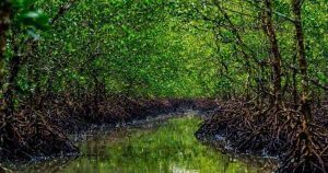 Mangrove Sagar Block