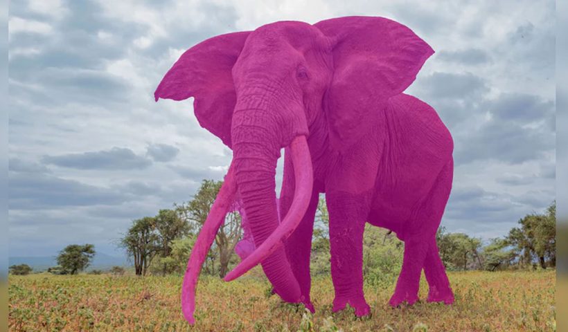 Pink Elephant Test