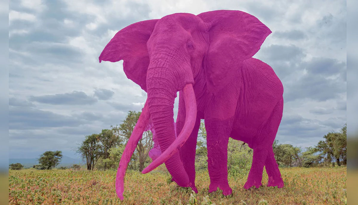 Pink Elephant Test