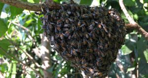 Roorkee Bee Attack