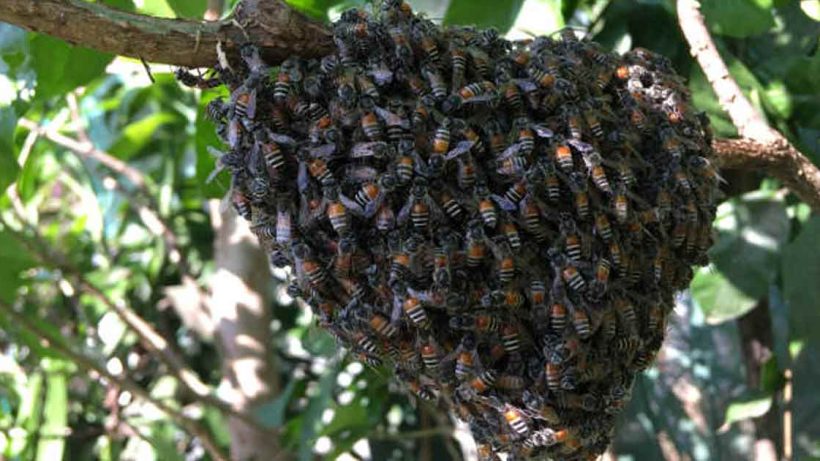 Roorkee Bee Attack