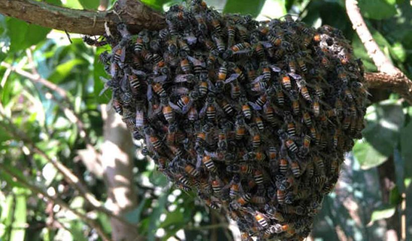 Roorkee Bee Attack