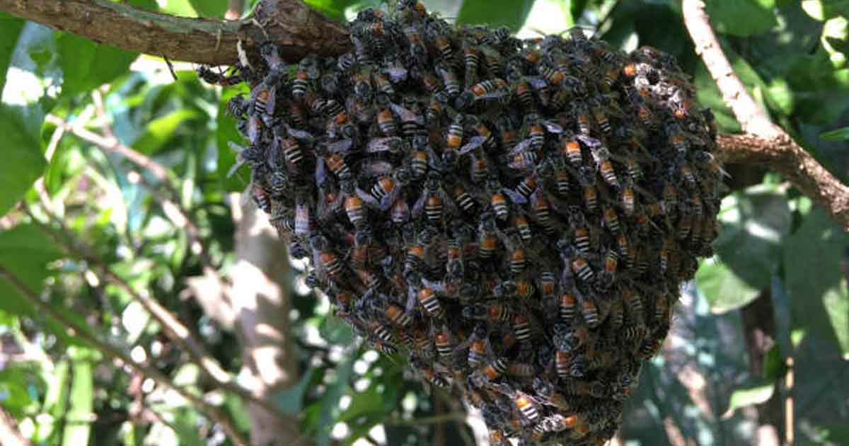 Roorkee Bee Attack