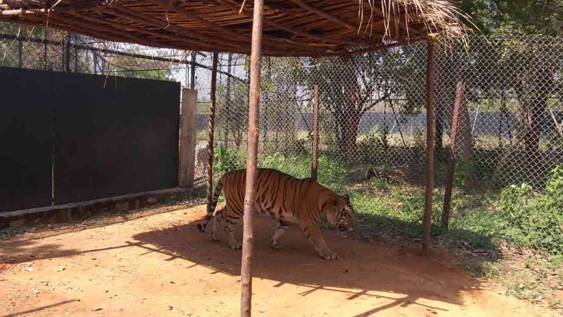 Royal Bengal Tiger