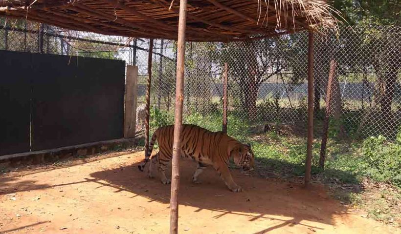 Royal Bengal Tiger