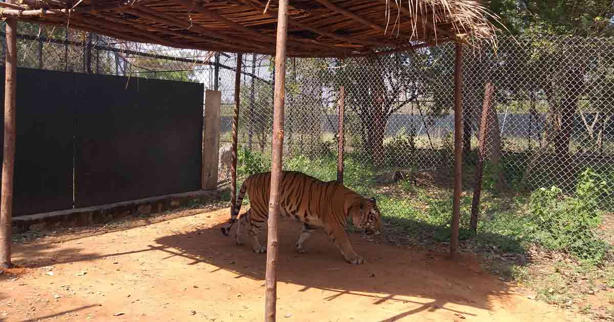 Royal Bengal Tiger