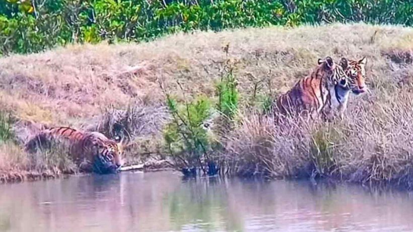 Sundarbans Dakhinray