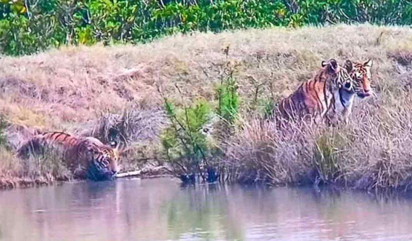 Sundarbans Dakhinray