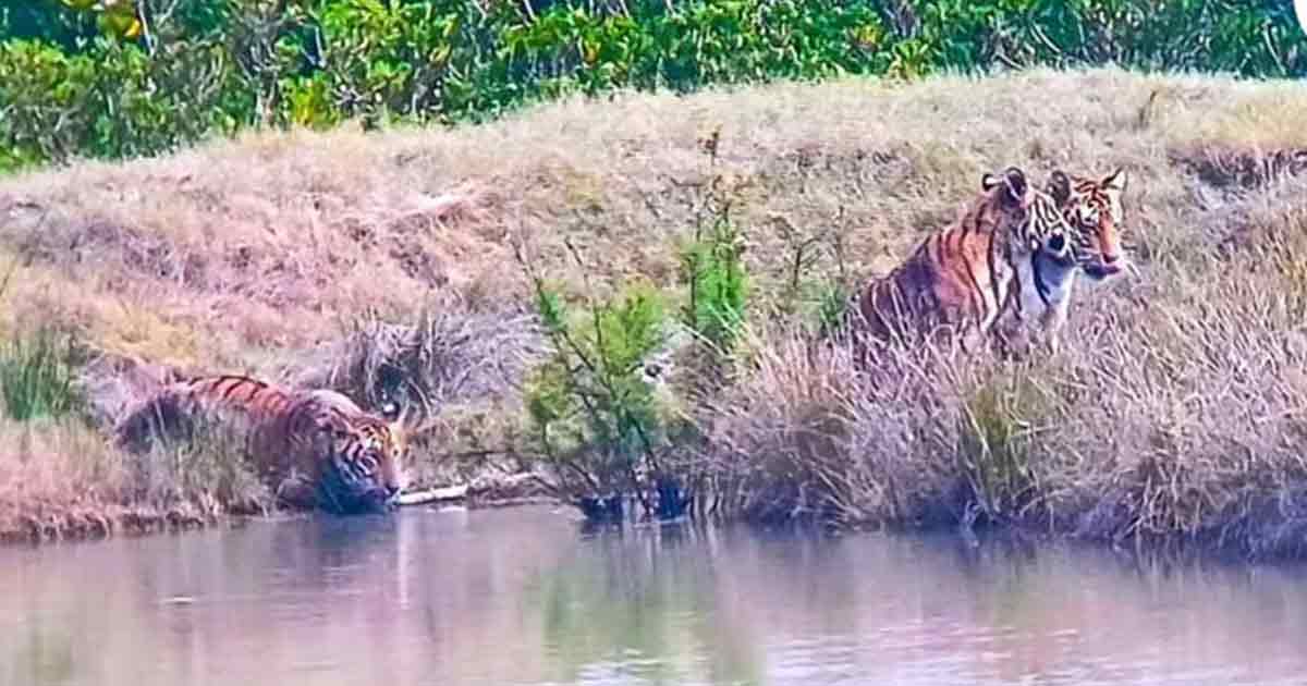 Sundarbans Dakhinray