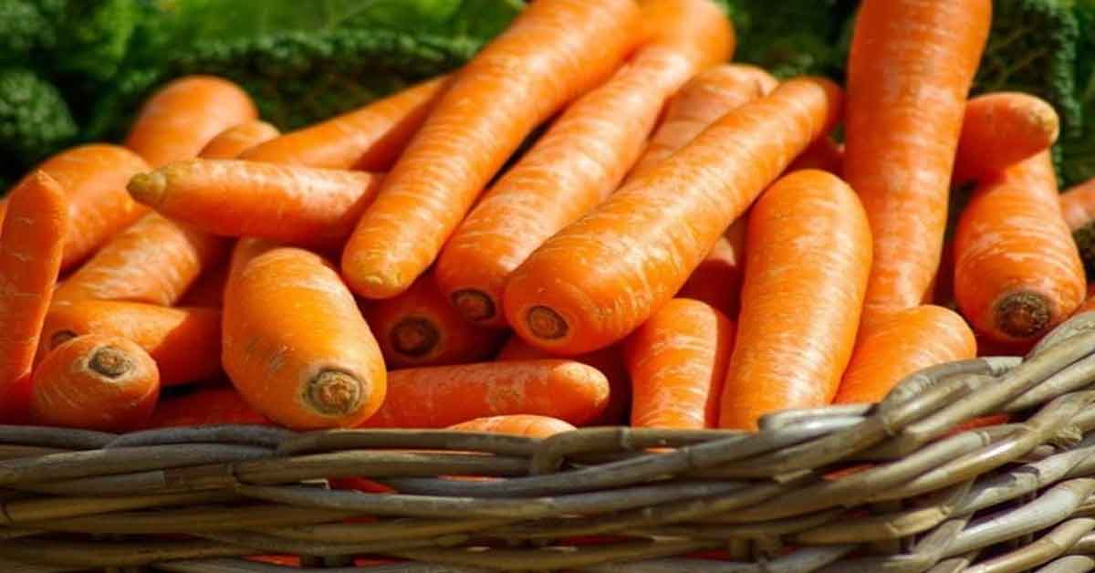 Ukrainian Farmers Reduce Carrot Prices