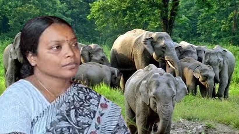 elephant population rises in bengal