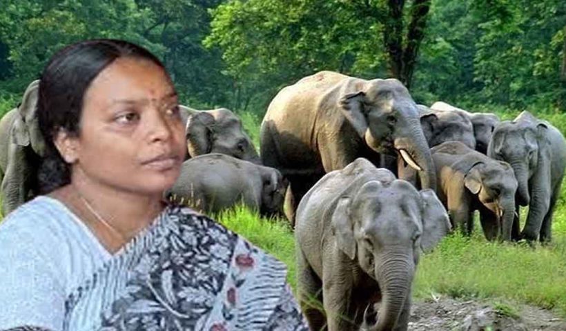 elephant population rises in bengal