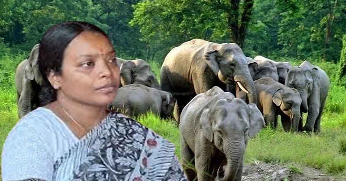 elephant population rises in bengal