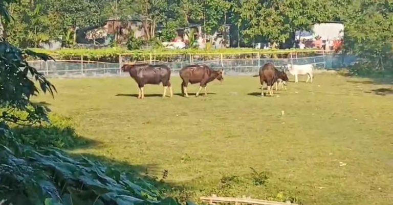 পুন্ডিবাড়িতে গরুর সঙ্গে ঘাস খাচ্ছে তিনটি বাইসন, আতঙ্ক গোটা এলাকাজুড়ে Three Bisons Grazing with Cows in Pundibari, Panic Spreads Across Entire Area