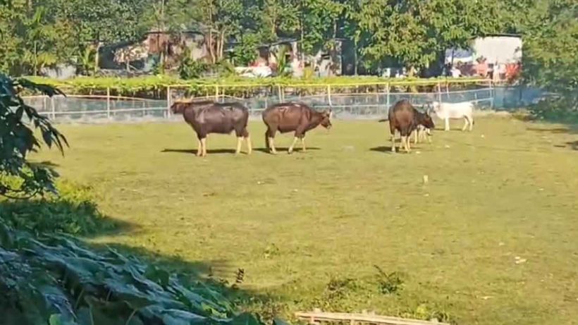 Three Bisons Grazing with Cows in Pundibari, Panic Spreads Across Entire Area