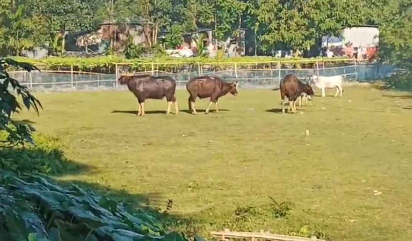 Three Bisons Grazing with Cows in Pundibari, Panic Spreads Across Entire Area